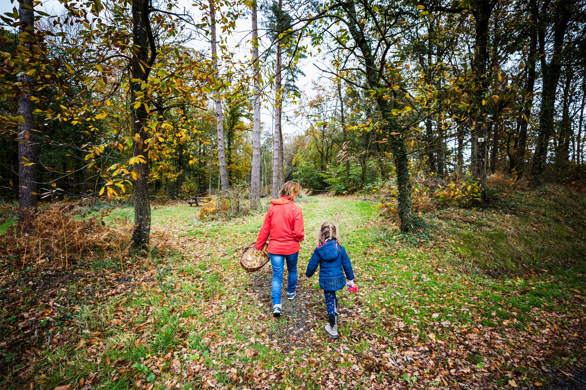 Balade en forêt, Plédéliac