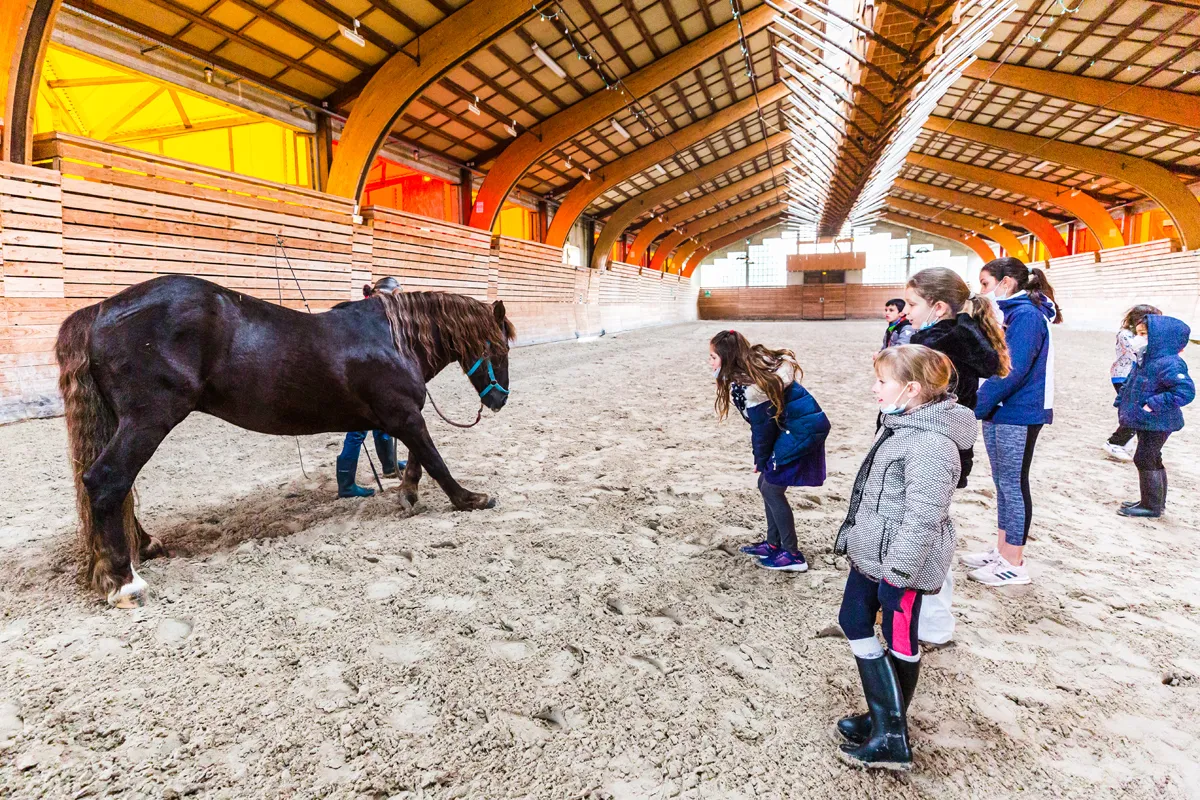 Animations au Haras de Lamballe